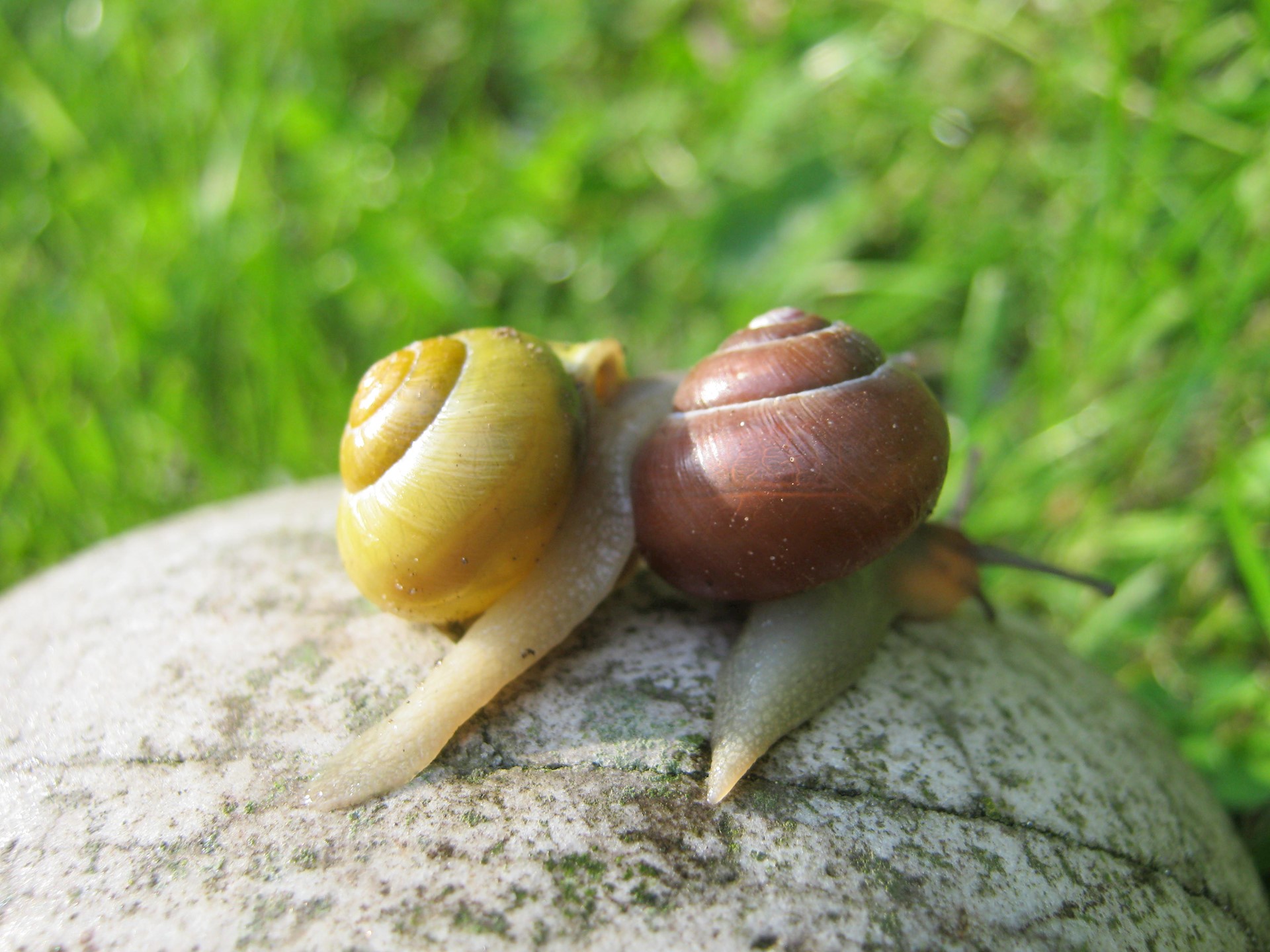 Slakken in huis 005.jpg